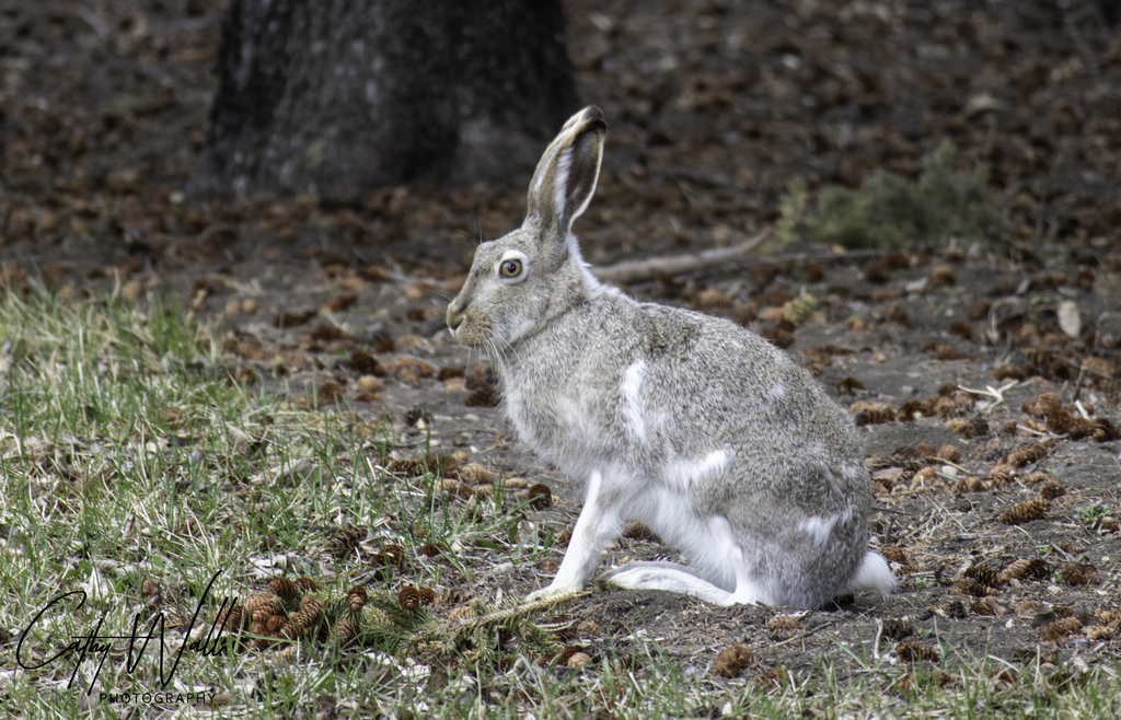 White-tailed Jackrabbit (Lepus townsendii) · iNaturalist