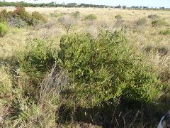 Leucadendron levisanus