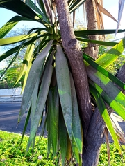 Yucca gigantea