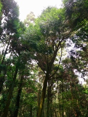 Calocedrus formosana