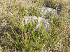 Leucadendron levisanus