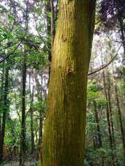 Calocedrus formosana