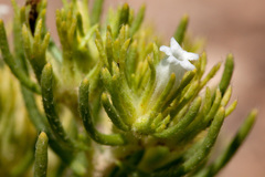 Nama carnosa