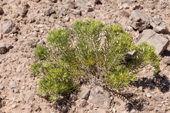 Nama carnosa