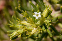 Nama carnosa