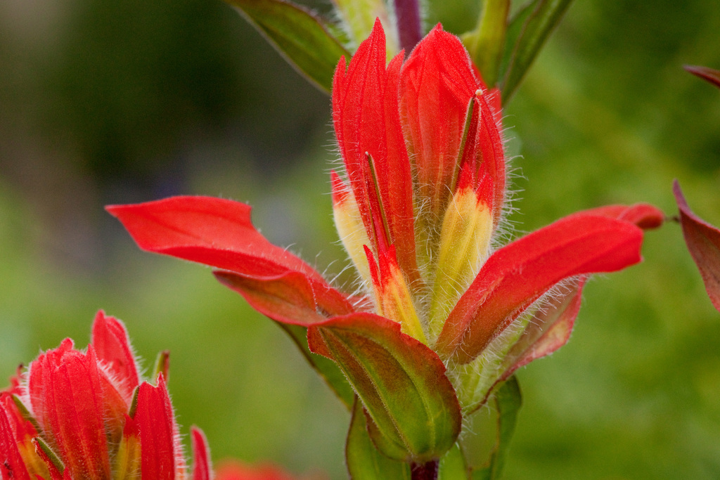 Southern Mountains Paintbrush