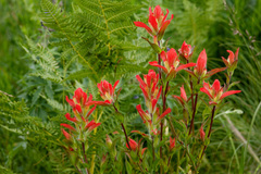 Castilleja nelsonii