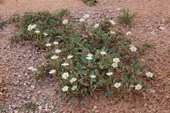 Acleisanthes diffusa