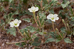 Acleisanthes diffusa