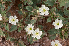 Acleisanthes diffusa