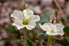 Acleisanthes diffusa