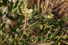 Acleisanthes lanceolata