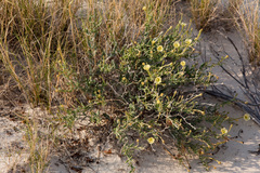 Acleisanthes lanceolata