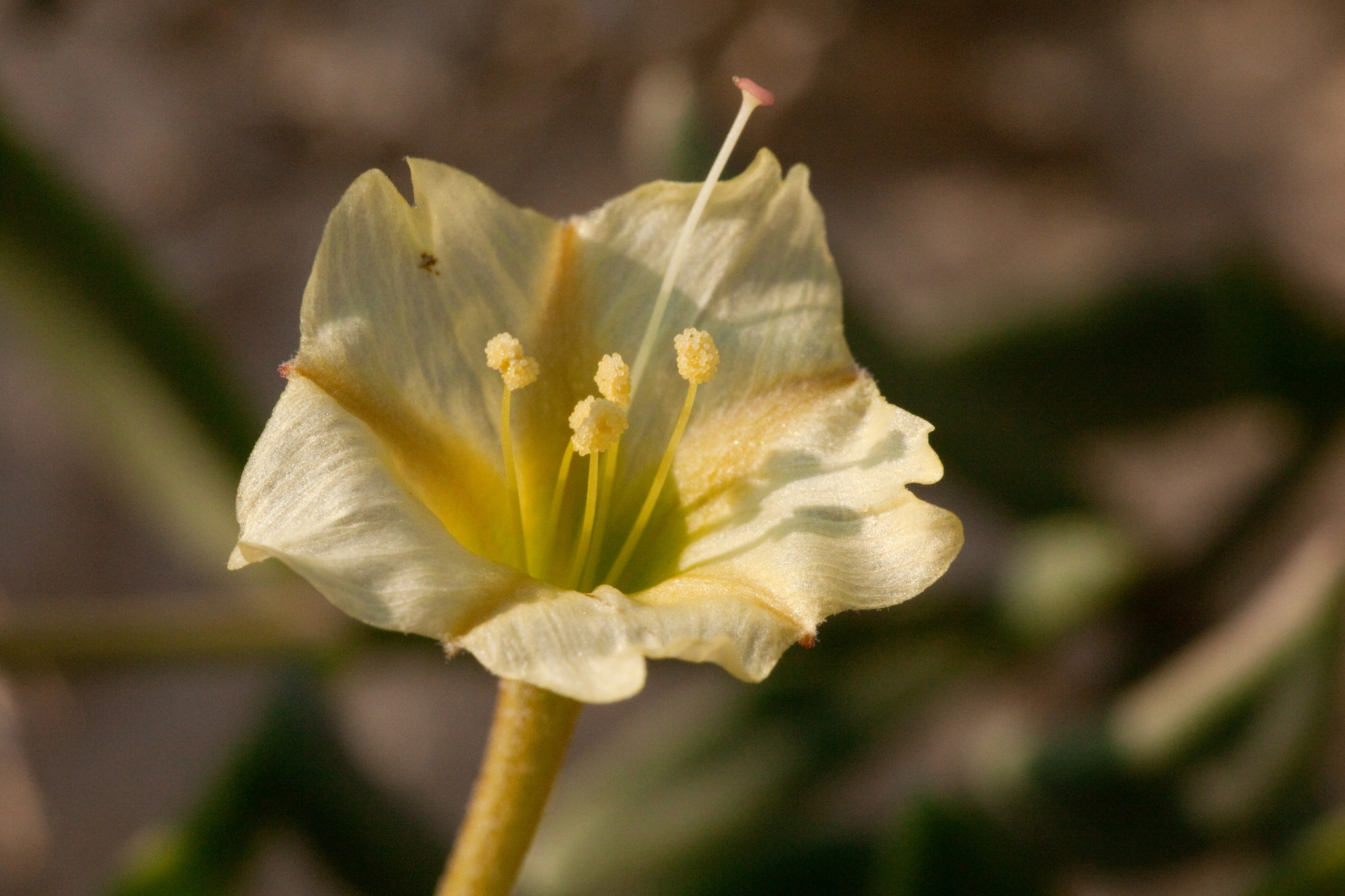 Acleisanthes lanceolata