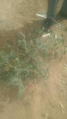 Solanum lycopersicum