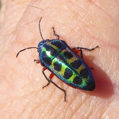 Calidea dregii