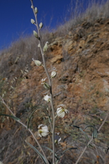 Streptanthus glandulosus albidus