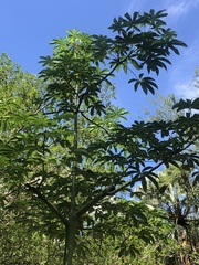 Alstonia angustifolia