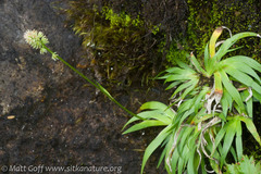 Tofieldia coccinea