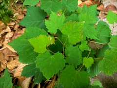 Ampelopsis glandulosa