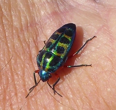 Calidea dregii