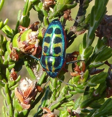 Calidea dregii