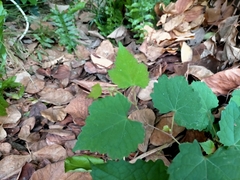 Ampelopsis glandulosa