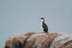 Leucocarbo bransfieldensis