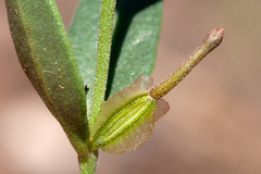 Acleisanthes lanceolata