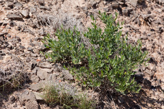 Acleisanthes lanceolata