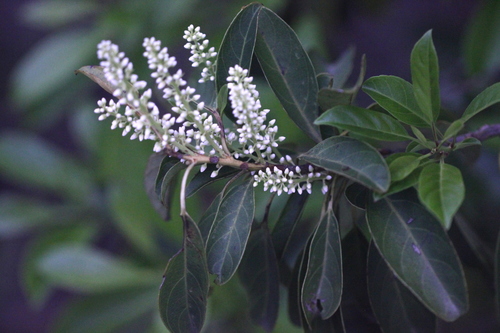 Image of Itea chinensis by no rights reserved