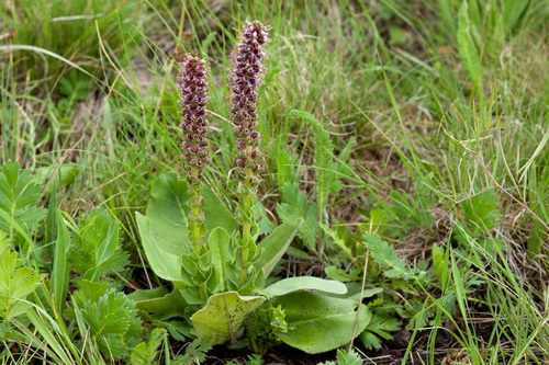 White River coraldrops (Besseya plantaginea)