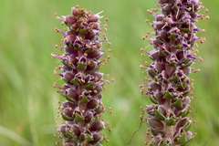 Veronica plantaginea