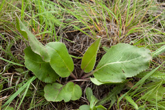 Veronica plantaginea