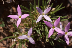 Houstonia rubra