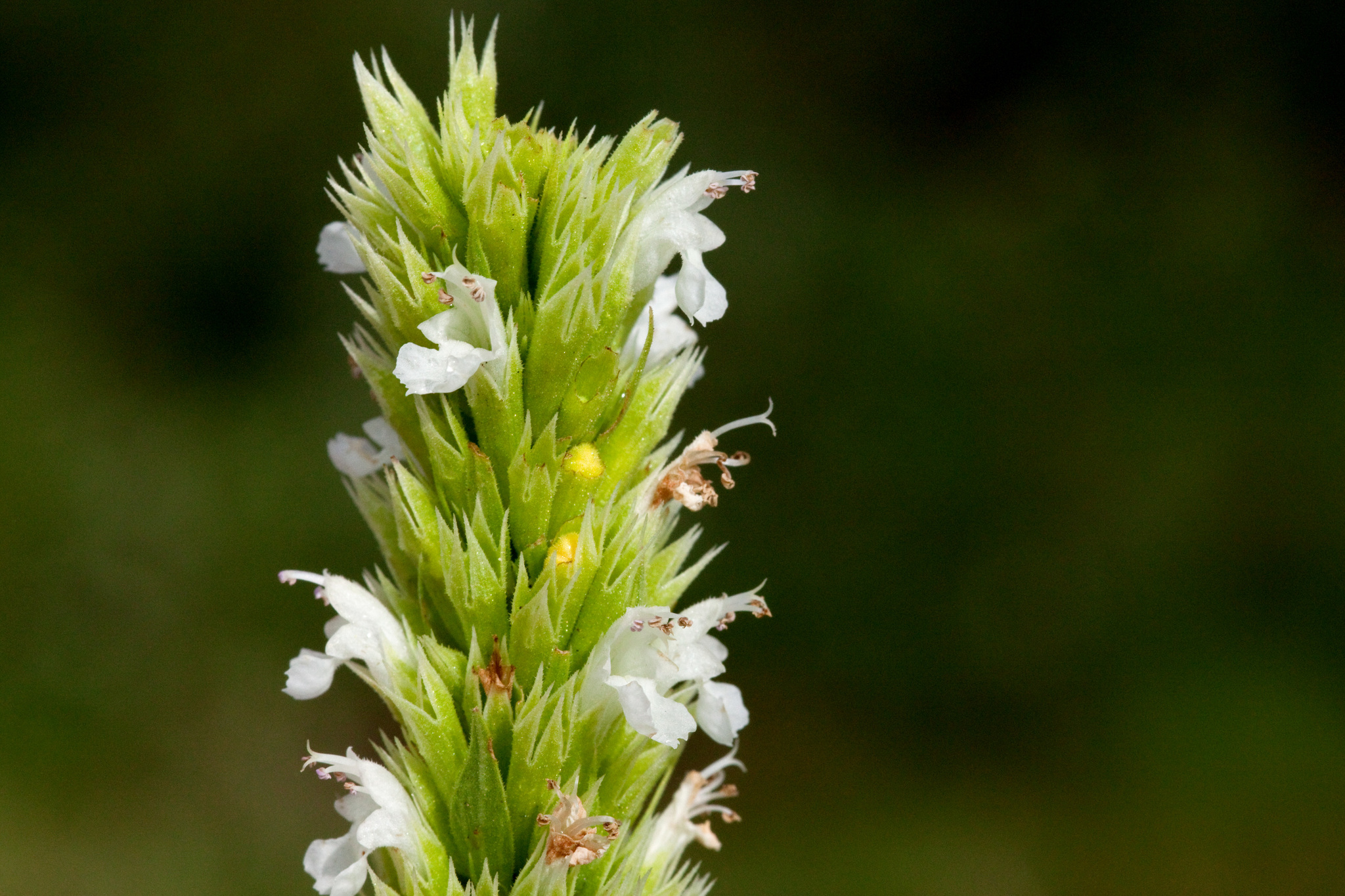 Agastache pallidiflora ssp. pallidiflora
