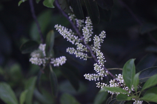 Image of Chinese Sweetspire (Itea chinensis) by no rights reserved