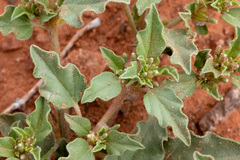 Acleisanthes diffusa