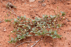 Acleisanthes diffusa