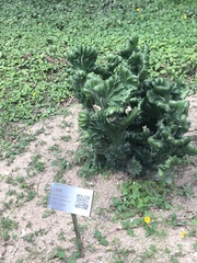 Euphorbia neriifolia