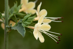 Tetraclea coulteri
