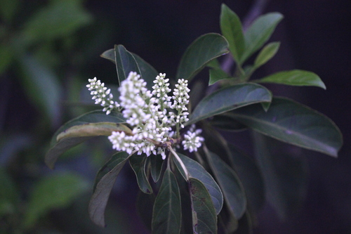 Image of Chinese Sweetspire (Itea chinensis) by no rights reserved