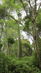 Pseudobombax septenatum