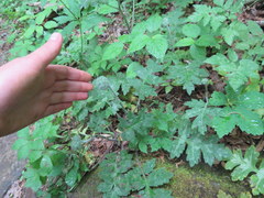 Hydrophyllum macrophyllum