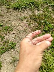 Bothriochloa bladhii