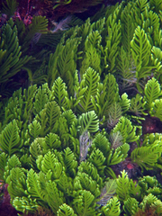 Caulerpa muelleri
