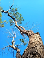 Roseodendron donnell-smithii