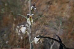 Streptanthus glandulosus albidus