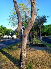 Roseodendron donnell-smithii