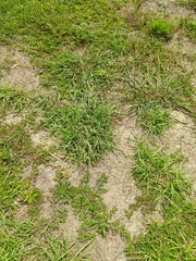 Bothriochloa bladhii